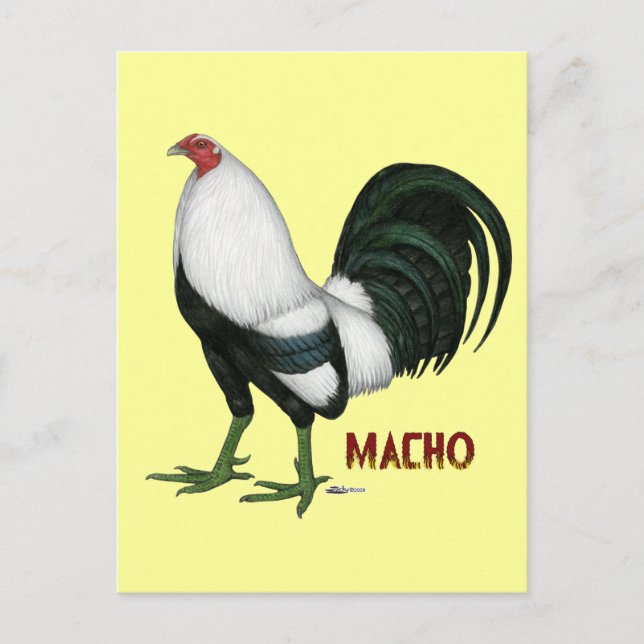 Gamecock Macho Duckwing Postcard (Front)