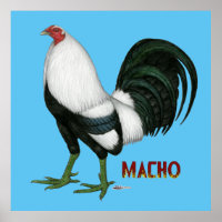 Gamecock Macho Duckwing