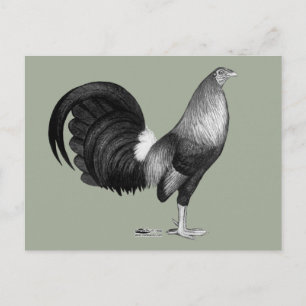Gamecock Red Hatch Postcard