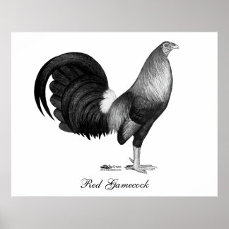 Gamecock Red Hatch Poster
