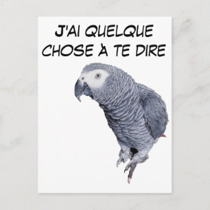 Gamme Perroquet - Gris du Gabon Postcard