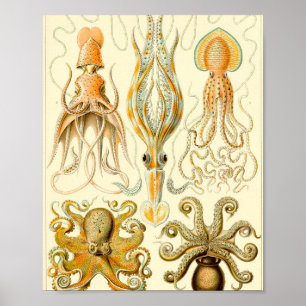 Gamochonia - Ernst Haeckel Poster