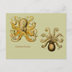 Gamochonia Horizontal Postcard