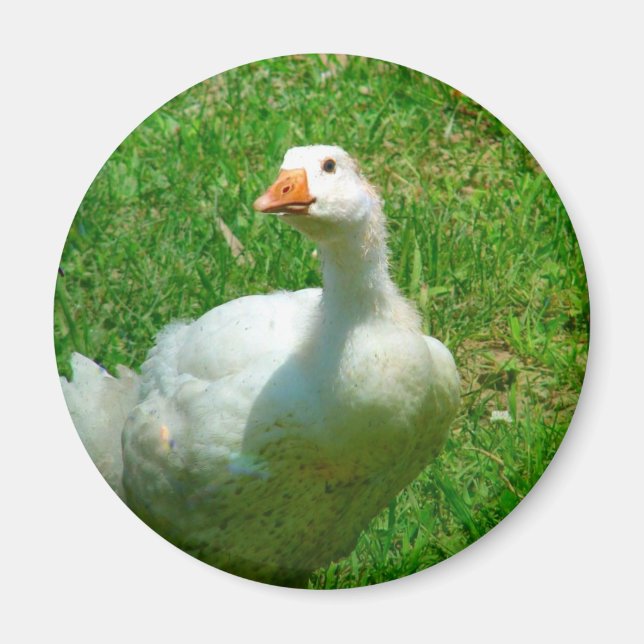 Gander Magnet (Front)