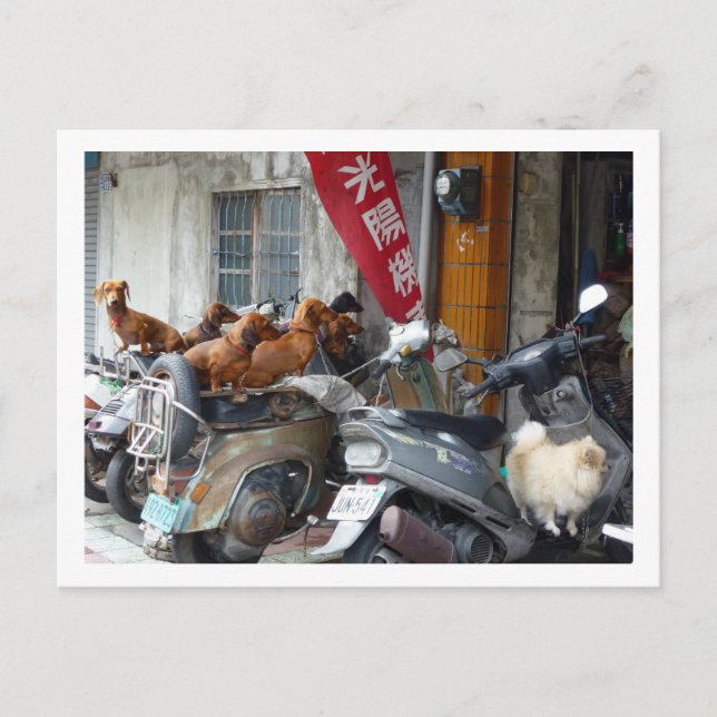 Gang of Doxies postcard (Front)