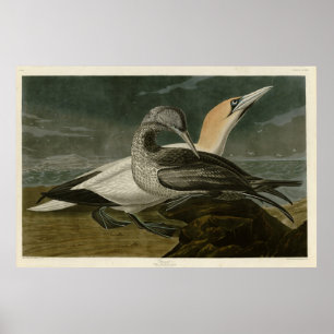 Gannet (Northern Gannet) Audubon Birds of America Poster