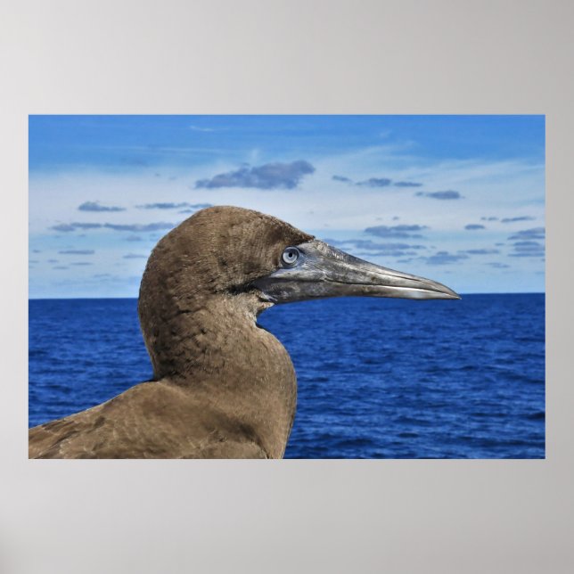 Gannet Portrait Poster (Front)