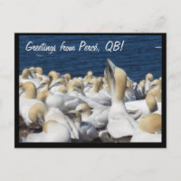 Gannet Postcard