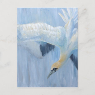 Gannets diving unique gifts for you postcard
