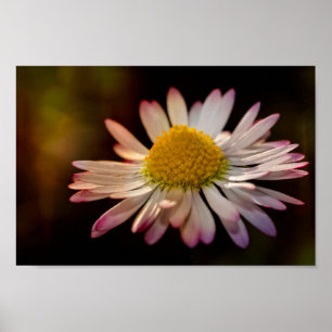 Gänseblümchen Poster