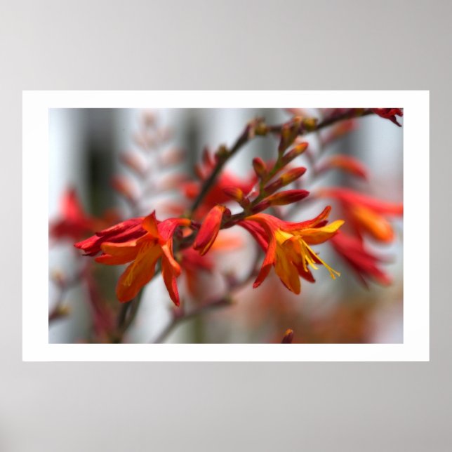 Garden Beauty Poster (Front)