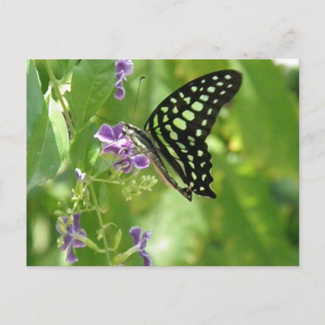 Garden Butterfly Postcard (Front)