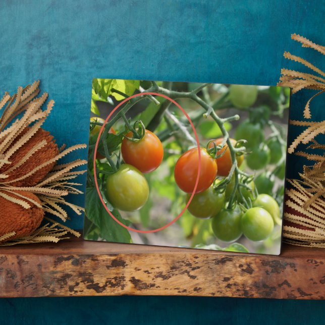 Garden Cherry Tomatoes Add Your Own Photo Plaque (Side)