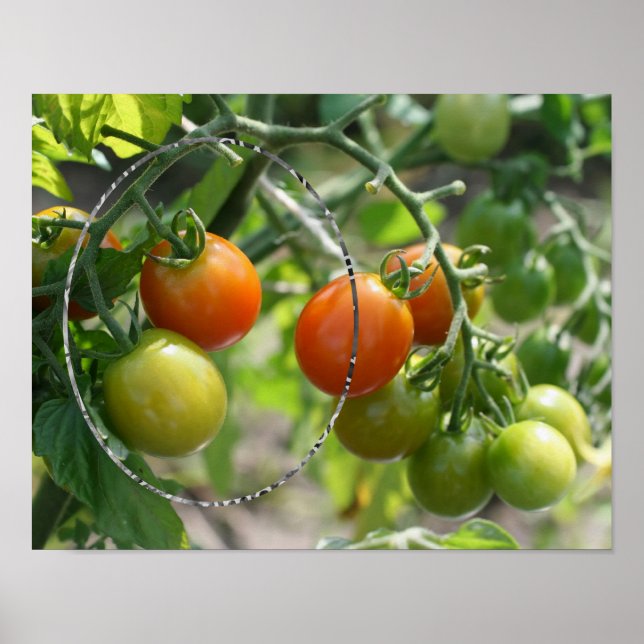 Garden Cherry Tomatoes Add Your Photo Poster (Front)