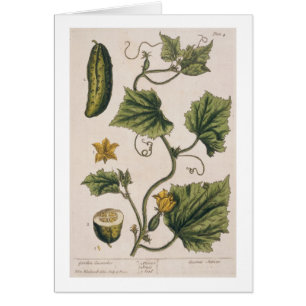 Garden Cucumber, plate 4 from 'A Curious Herbal',