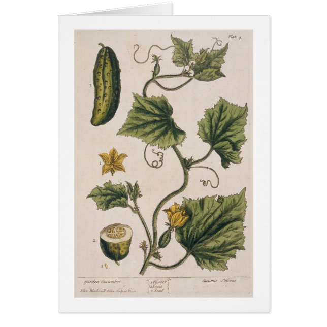 Garden Cucumber, plate 4 from 'A Curious Herbal', (Front)