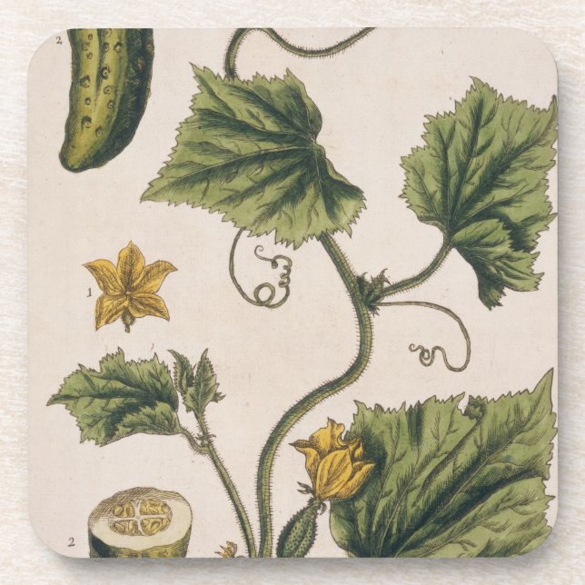 Garden Cucumber, plate 4 from 'A Curious Herbal', Coaster (Front)