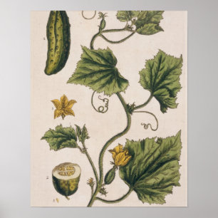 Garden Cucumber, plate 4 from 'A Curious Herbal', Poster