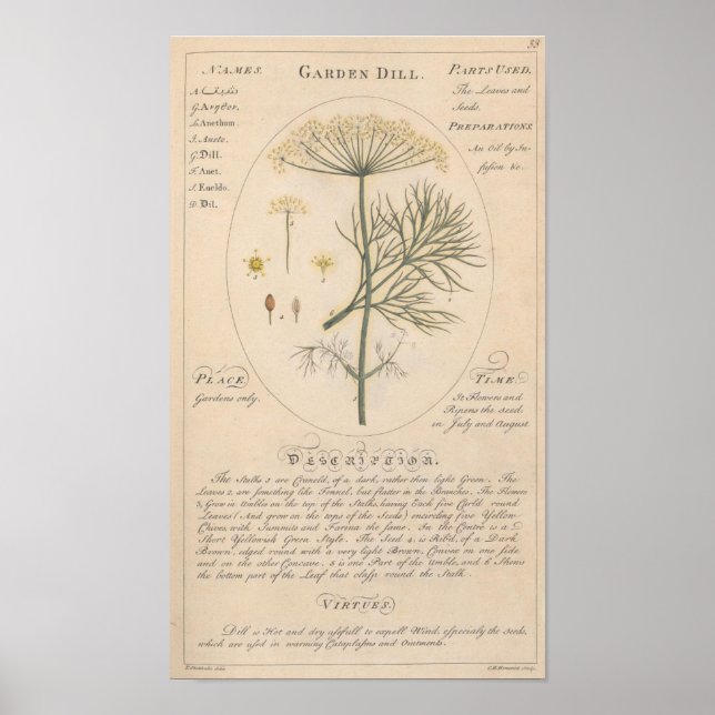 Garden Dill Botanical Print (Front)
