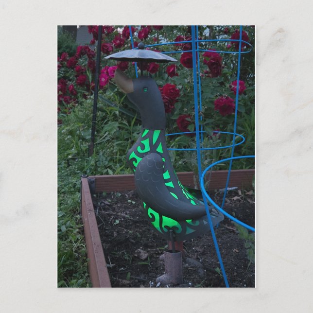Garden Duck Postcard (Front)