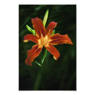 Garden Flame Photo Print