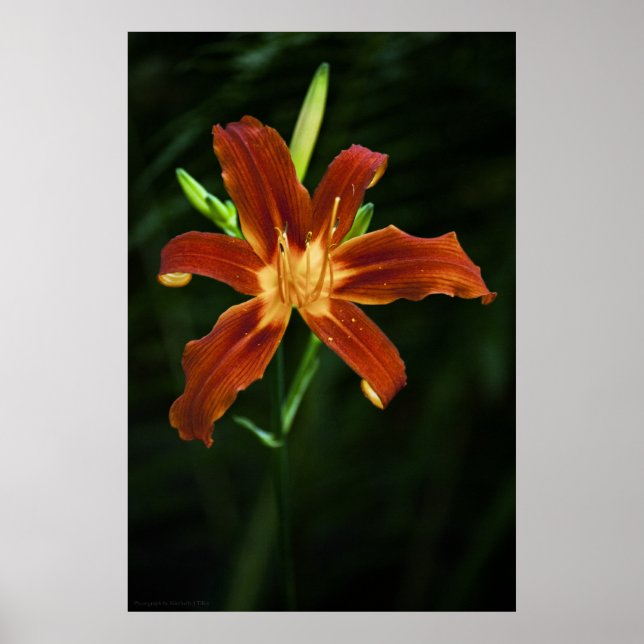 Garden Flame Print (Front)
