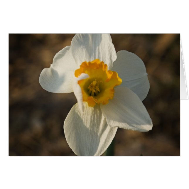 Garden Flower (Front Horizontal)