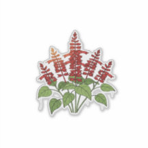Garden Flower - Scarlet Sage
