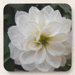 garden flower - white dahlia. floral photography coaster