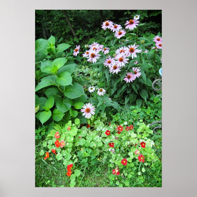 Garden Flowers Coneflower Nasturtium Poster (Front)
