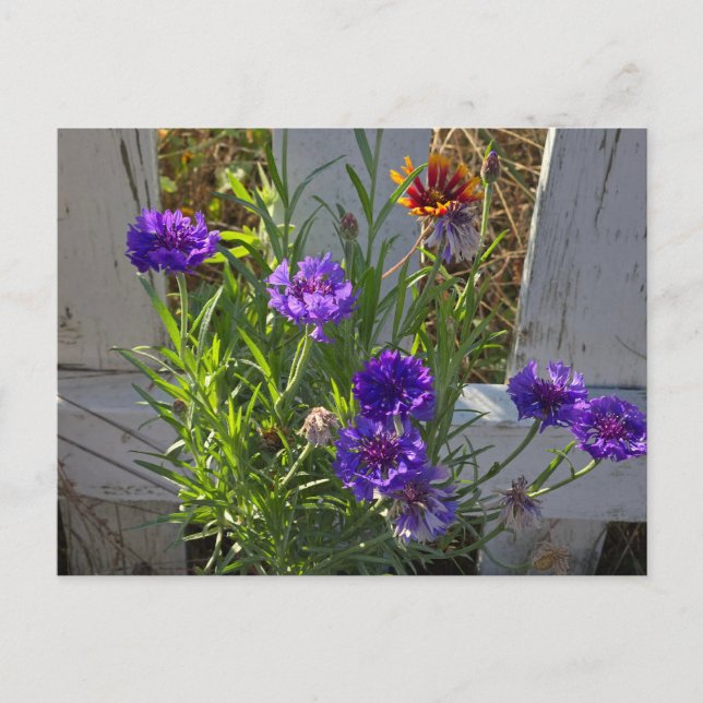 Garden flowers postcard (Front)