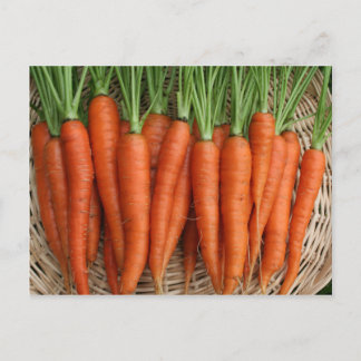 Garden Fresh Heirloom Carrots Postcard