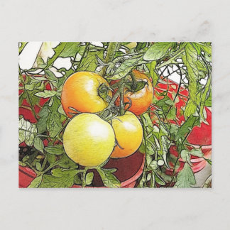 Garden Fresh Heirloom Tomatoes Postcard