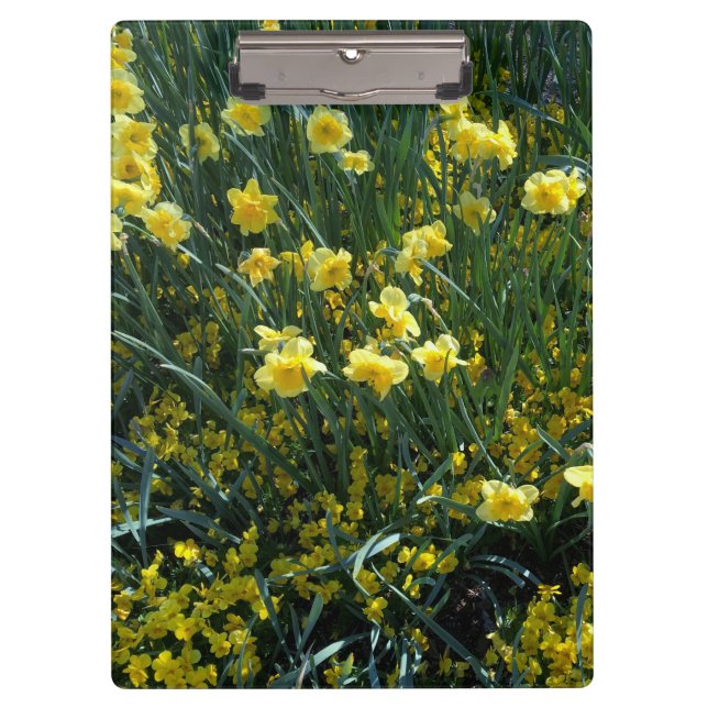 Garden full of yellow daffodils clipboard (Front)