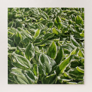 Garden Green White Hosta Plants Botanical Prints Jigsaw Puzzle