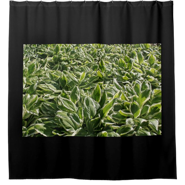 Garden Green White Hosta Plants Leaves Photo Black Shower Curtain (Front)
