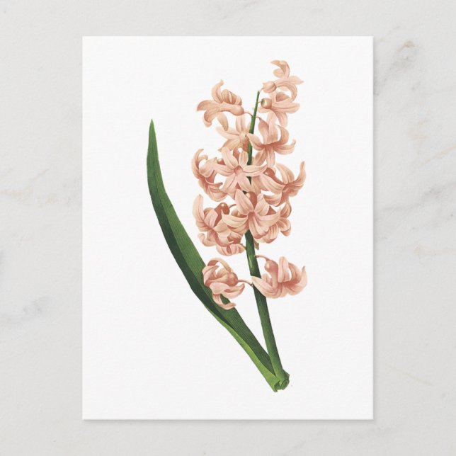 garden hyacinth(Hyacinthus orientalis) by Redouté Postcard (Front)