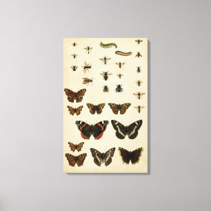 Garden Insects by Vision Studio Canvas Print