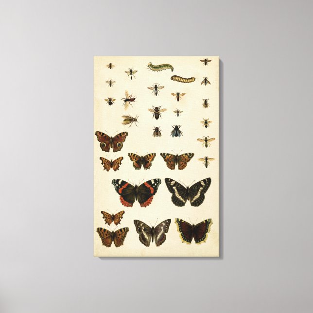 Garden Insects by Vision Studio Canvas Print (Front)