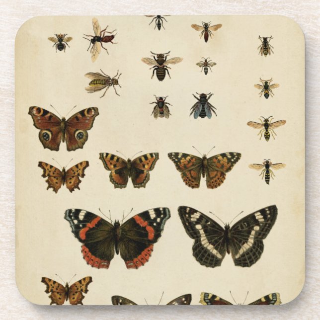 Garden Insects by Vision Studio Coaster (Front)