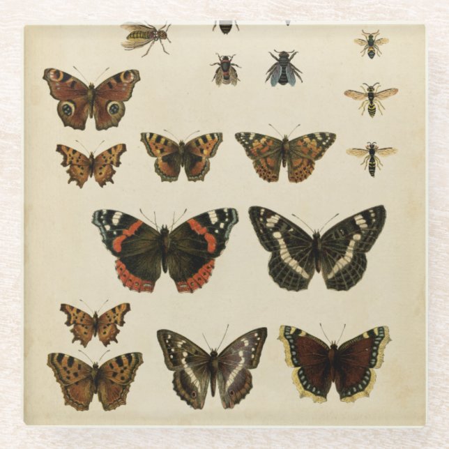 Garden Insects by Vision Studio Glass Coaster (Front)