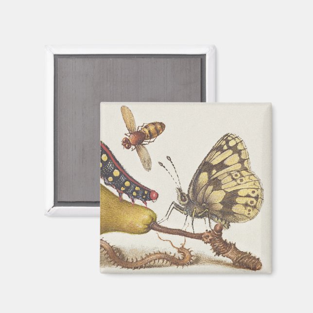 Garden Insects, Fly, Caterpillar, Pear, Centipede Magnet (Front/Back)
