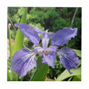 Garden Iris, Blue, 4.25 tile
