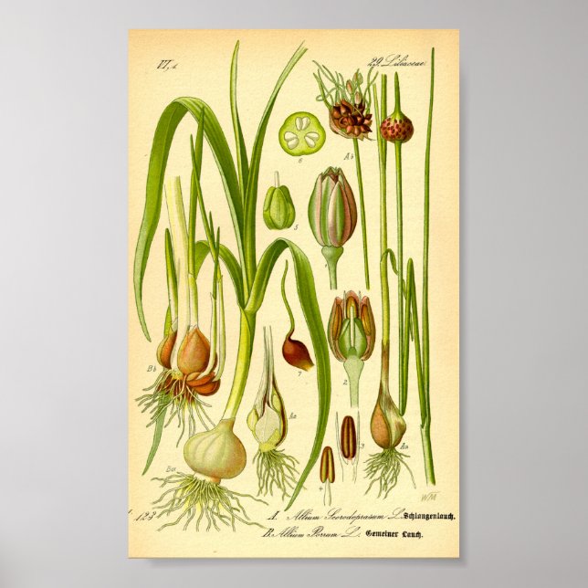 Garden Leek (Allium porrum) Poster (Front)