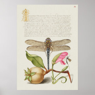 Garden life, Dragonfly, Pear, Carnation and Insect Poster
