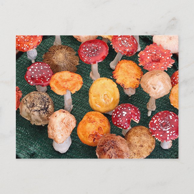 Garden mushrooms & toadstools postcard (Front)