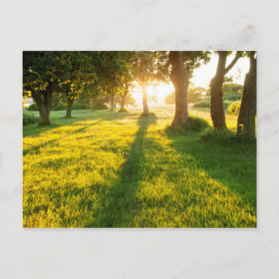 Garden Of Eden Oak Trees Postcard