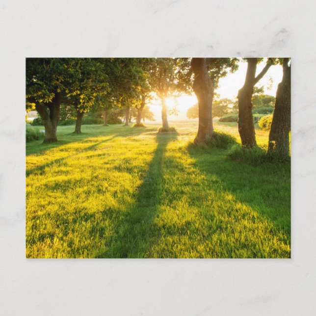 Garden Of Eden Oak Trees Postcard (Front)