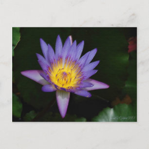 garden of eden postcard