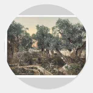 Garden of Gethsemane, Jerusalem, Holy Land classic Classic Round Sticker